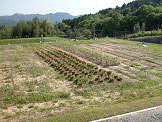 Common garden