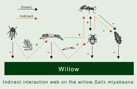 Indirect interaction web on the willow, Sailx miyabeana