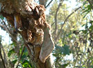 Endoclyta excrescens