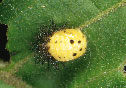 ヤマトアザミテントウ(Epilachna niponica)