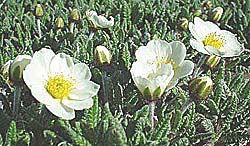 ドライアスです。なんだか感動したなぁ。2000年に始めてアラスカで見たときには。これがいっぱいだったのか?なんて