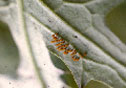 ヤマトアザミテントウ（Epilachna niponica)